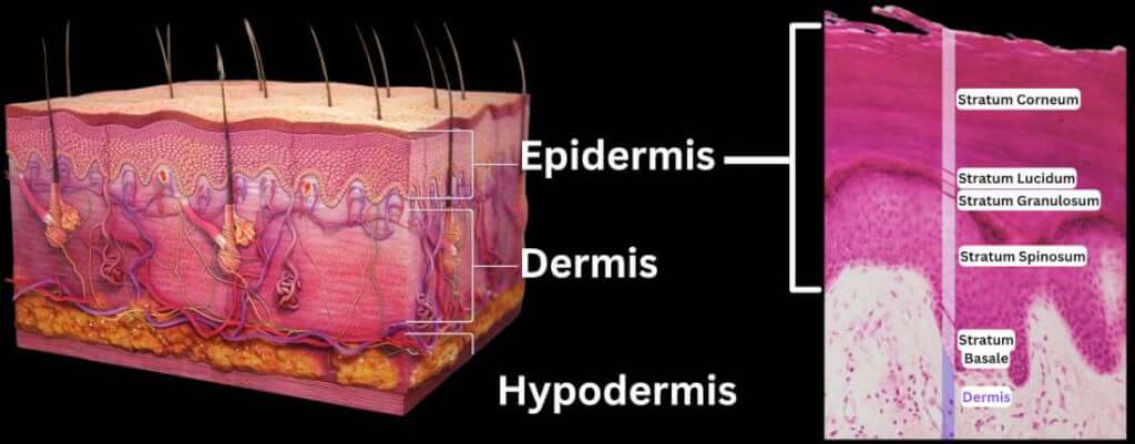 Image Analysis in Skin Tissue Histopathology Slide Images